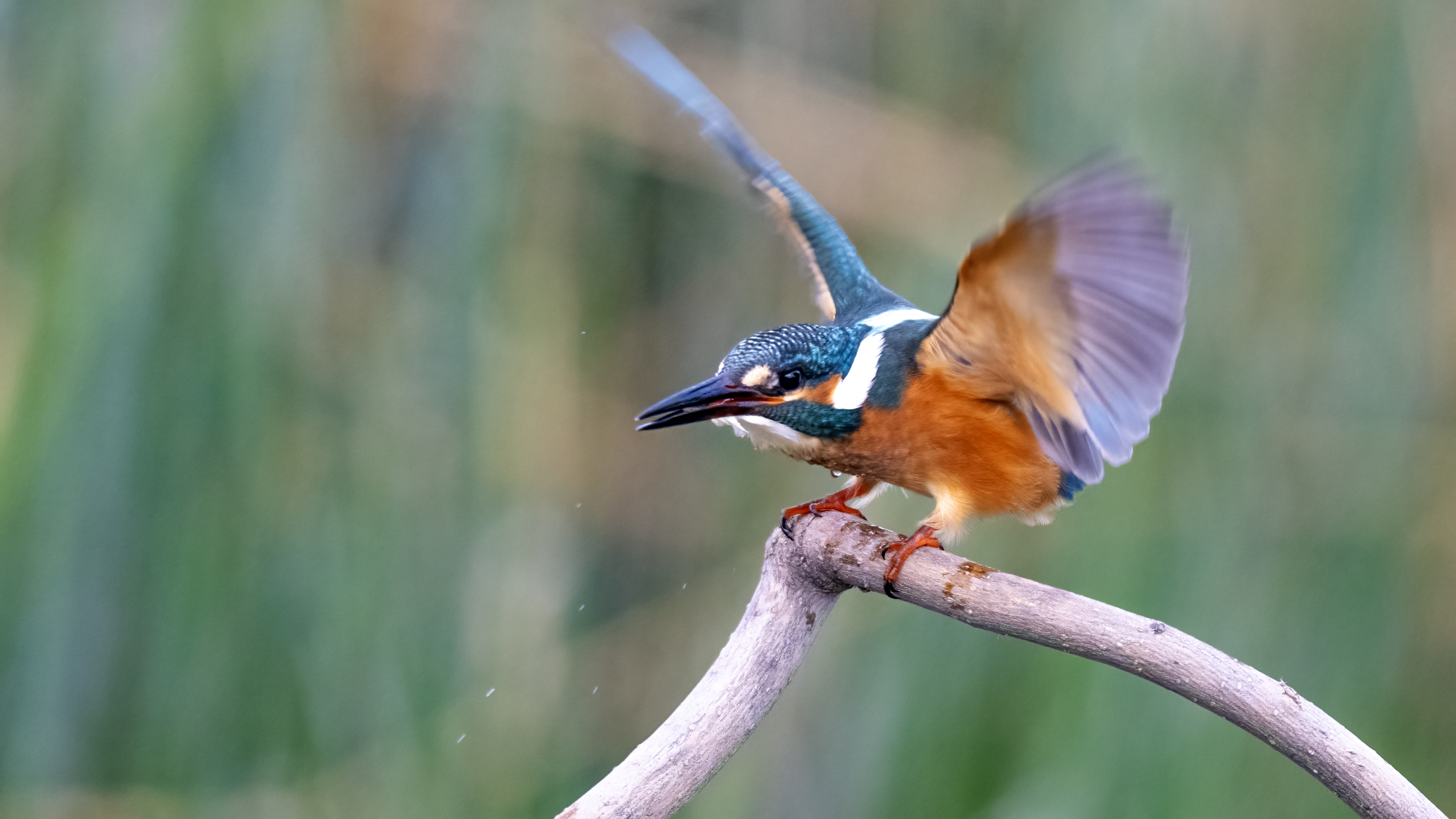 Common Kingfisher